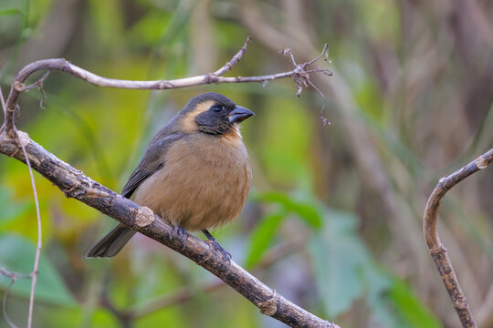 Male golden-billed saltator (Saltator aurantiirostris) perched on a branch.