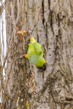 Nanday Parakeet (Aratinga nenday) perched on a tree branch.