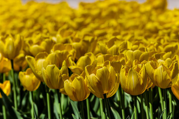 Obraz premium Vibrant field of yellow tulips blooming under bright sunlight