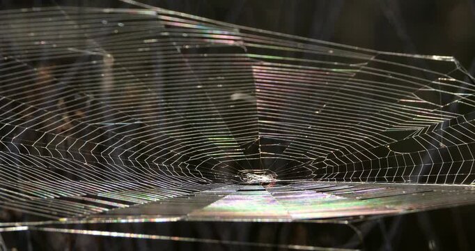 A spider web against a black background, the Camargue, Southern France.