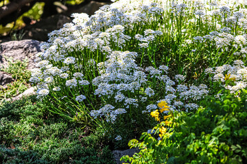 Fototapeta premium Cluster of delicate white flowers blooming in a sunny garden setting
