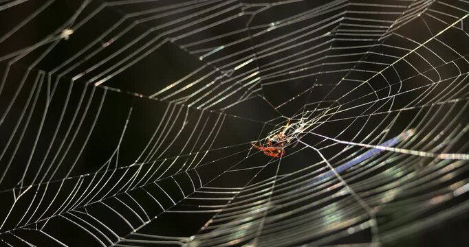 A spider web against a black background, the Camargue, Southern France.