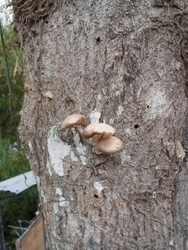 Shiitake Mushrooms Image Fresh Lentinula edodes