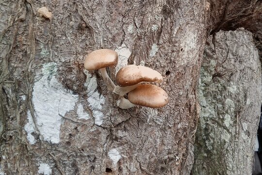 Shiitake Mushrooms Image Fresh Lentinula edodes
