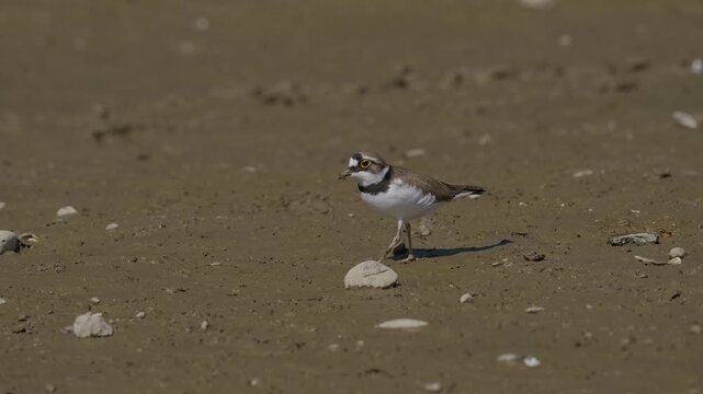 Little Ringed Plover (Charadrius dubius) foraging on a muddy riverbank