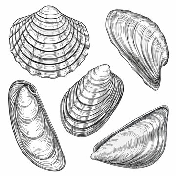 Engraved oyster shells vintage marine illustration on white background