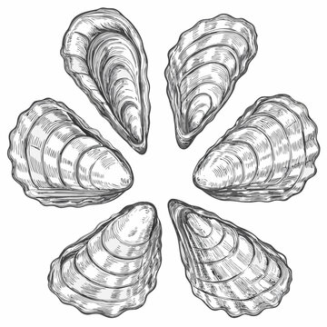 Oyster shells vintage engraving illustration on white background