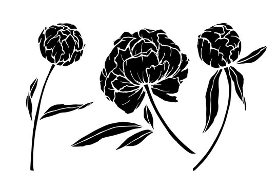 A set of botanical flower silhouettes and peony bud stamps. Vector graphics.