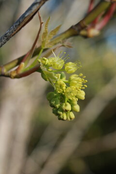 Bigleaf Maple Flower (Acer macrophyllum)