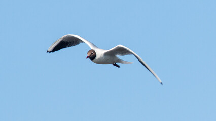 Fototapeta premium seagull in flight