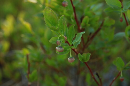 Tall Huckleberry (Vaccinium membranaceum) Flower