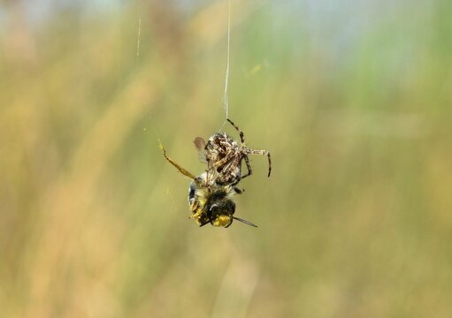 Macro photo of a spider wrapping a caught bee in its web against a blurred background