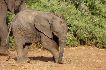 Fototapeta premium Afrikanischer Elefant / African elephant / Loxodonta africana