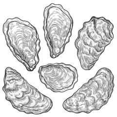 Oyster shells vintage style engraving illustration on white background © Shuvra Majumder