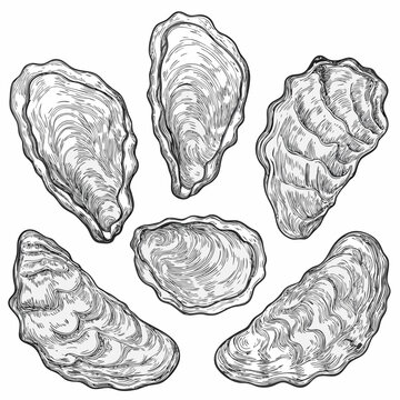 Oyster shells vintage style engraving illustration on white background