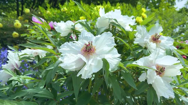 White peony (Paeonia suffruticosa) flowers in traditional Chinese garden background