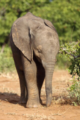 Fototapeta premium Afrikanischer Elefant / African elephant / Loxodonta africana