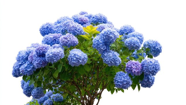 Vibrant blue hydrangea bush isolated on white background for commercial use