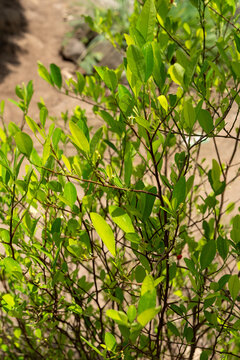 In Colombia, a young coca tree is growing in the village of Tungueka.