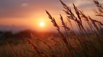 Fototapeta premium Golden stalks of delicate grasses illuminated by the warm light of a stunning sunrise or sunset glow over an open field