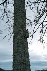 Obraz premium A tree with moss growing on it and a bird's nest in its trunk