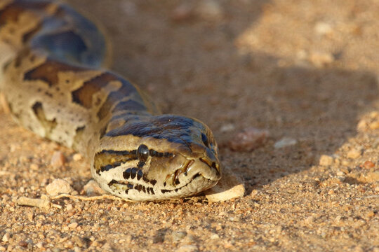 S&uuml;dlicher Felsenpython / Southern African rock python / Python natalensis