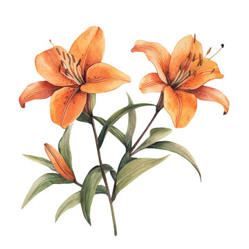 Tiger Lily Branch, beautiful watercolor illustration with vivid colors and detailed vector style, isolated on a white background.