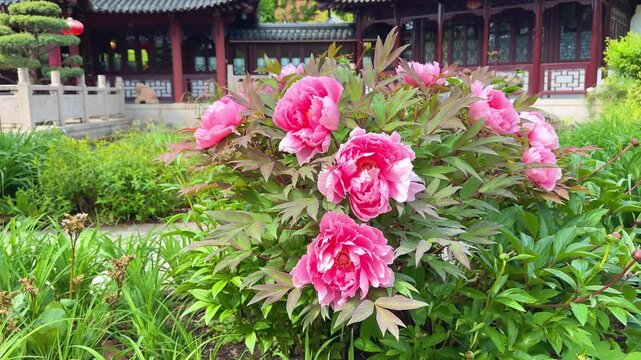 Blooming tree peony (Paeonia suffruticosa) with pink flowers in traditional Chinese garden architecture background