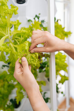 Close-up of hands picking fresh lettuce leaf from indoor vertical farm. Shows concept of sustainable living, urban gardening healthy eating with fresh organic greens grown at home.