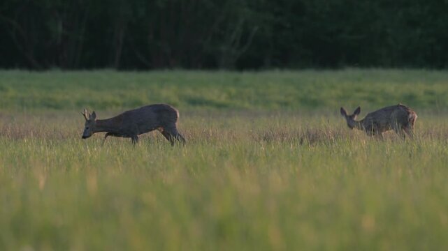 A couple of roe deers (Capreolus capreolus) are walking and eating in a green field in spring in the afternoon.