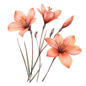 watercolor of Zephyranthes Branch graphic, isolated on a white background.