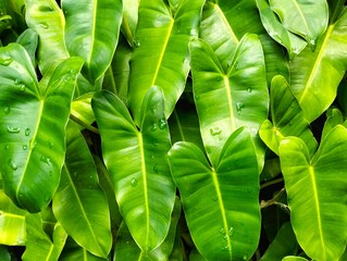 Texture of Philodendron Domesticum Leaves with Water Drops - Natural Botanical Pattern. Green Leaves Background © AgusSaid