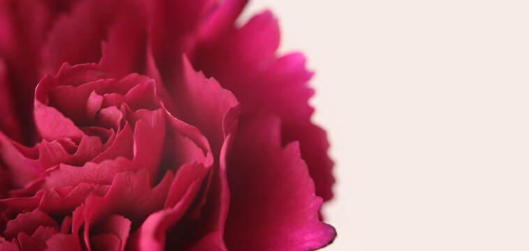 Smoke Close-up selective soft focus cream purple red carnation Flower bud, Petals. Natural art blur macro horizontal background.