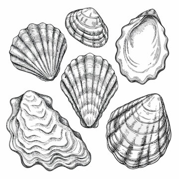 Vintage oyster shells engraving illustration on white background