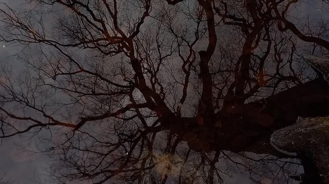 Calm moody landscape after rain with a large tree reflected in still lake water. Smooth upward camera movement reveals horizon and shoreline.