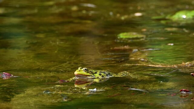 Common frog, Rana temporaria, reptiles croaking in the water, also known as the European common frog or European grass frog is a semi-aquatic amphibian of the family Ranidae 