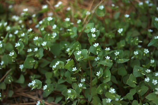 red miner's lettuce (Claytonia rubra) in bloom