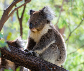 koala on a branch © Tim