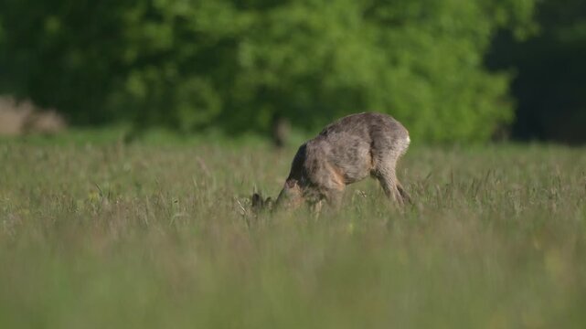 A male roe deer (Capreolus capreolus) is walking and eating in a green field in spring at morning.