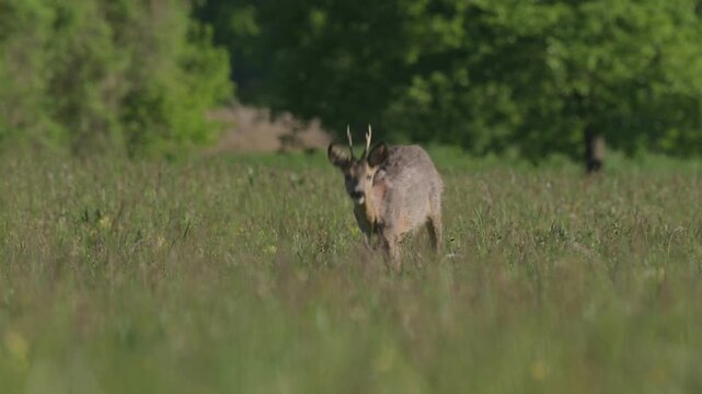 A male roe deer (Capreolus capreolus) is walking and eating in a green field in spring at morning.