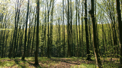 Fototapeta premium Sunlight filtering through a dense forest canopy with new green leaves in spring