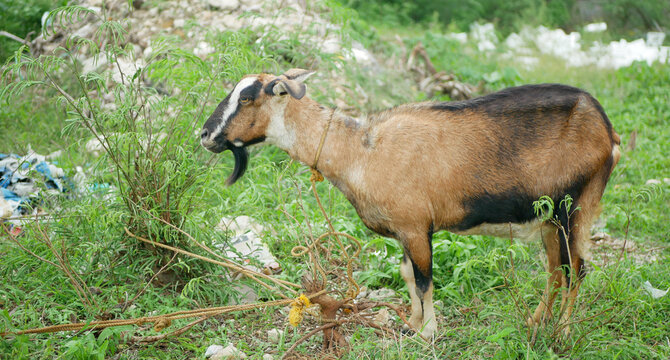 Domestic goat Capra hircus tied rope Philippines dump garbage village livestocks curious ruminant animal brown black wethers buck billy hircine tied rope meadow sunny day standing looking happily