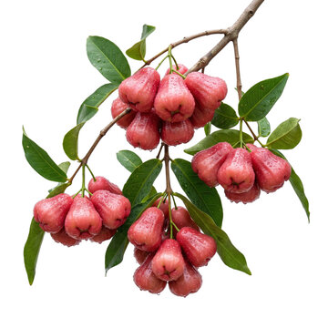 Bunch of fresh rose apples hanging on tree branch with green leaves and water drops.