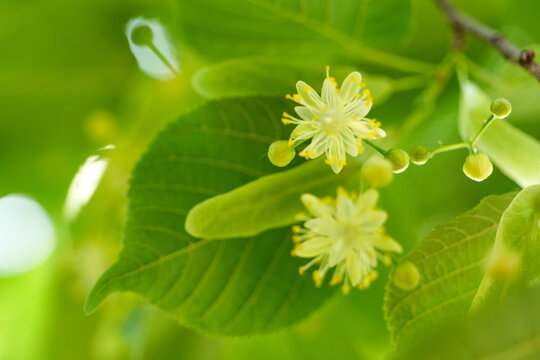 Macro of Blooming Linden Flowers with Green Leaves for Herbal Medicine and Tea