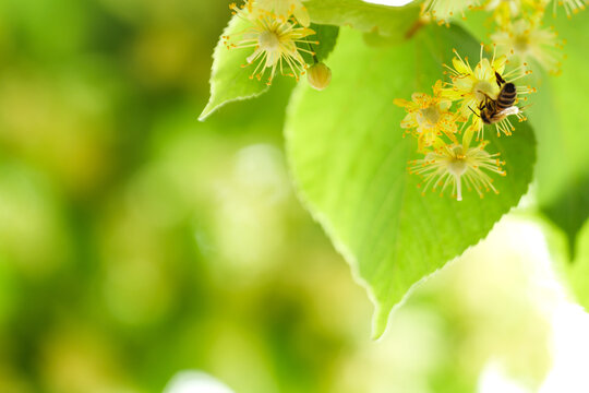 Macro of Bee Pollinating Blooming Linden Flowers with Copy Space