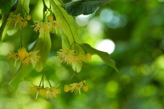 Fresh Linden Tree Blossoms on Branch with Large Copy Space for Nature Concept