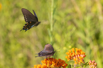 03004-02004 Pipevine Swallowtails (Battus philenor) on Butterfly Milkweed (Asclepias tuberosa) Stephen A. Forbes State Park Marion Co. IL © Daybreak Imagery