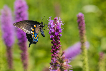 03004-02013 Pipevine Swallowtail (Battus philenor) on Prairie Blazing Star (Liatris pycnostachya) Rock Cave NP Effingham Co. IL © Daybreak Imagery