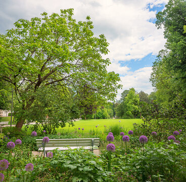 spa garden Bad Aibling with bench and blooming allium flowers. tourist destination upper bavaria