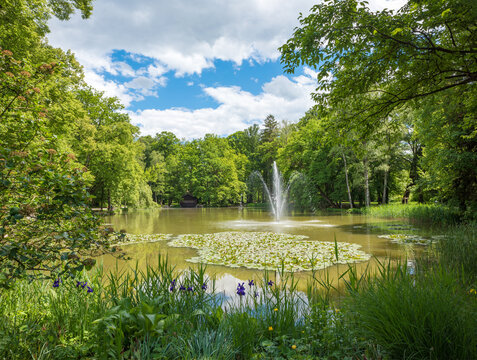 lake irlachsee with fountain, Bad Aibling. blooming flag flowers. spring landscape bavaria